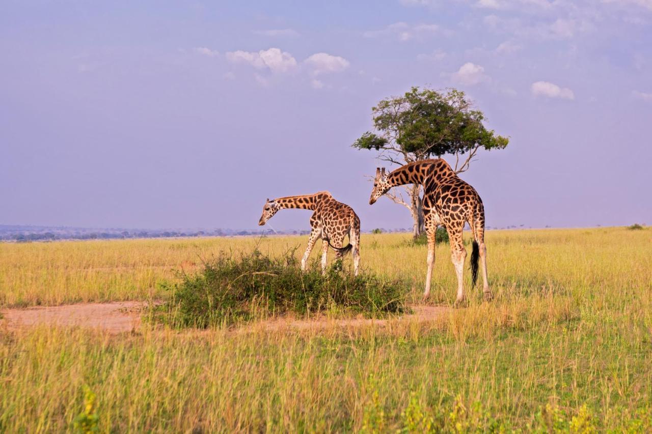 Tilenga Safari Lodge Arua المظهر الخارجي الصورة
